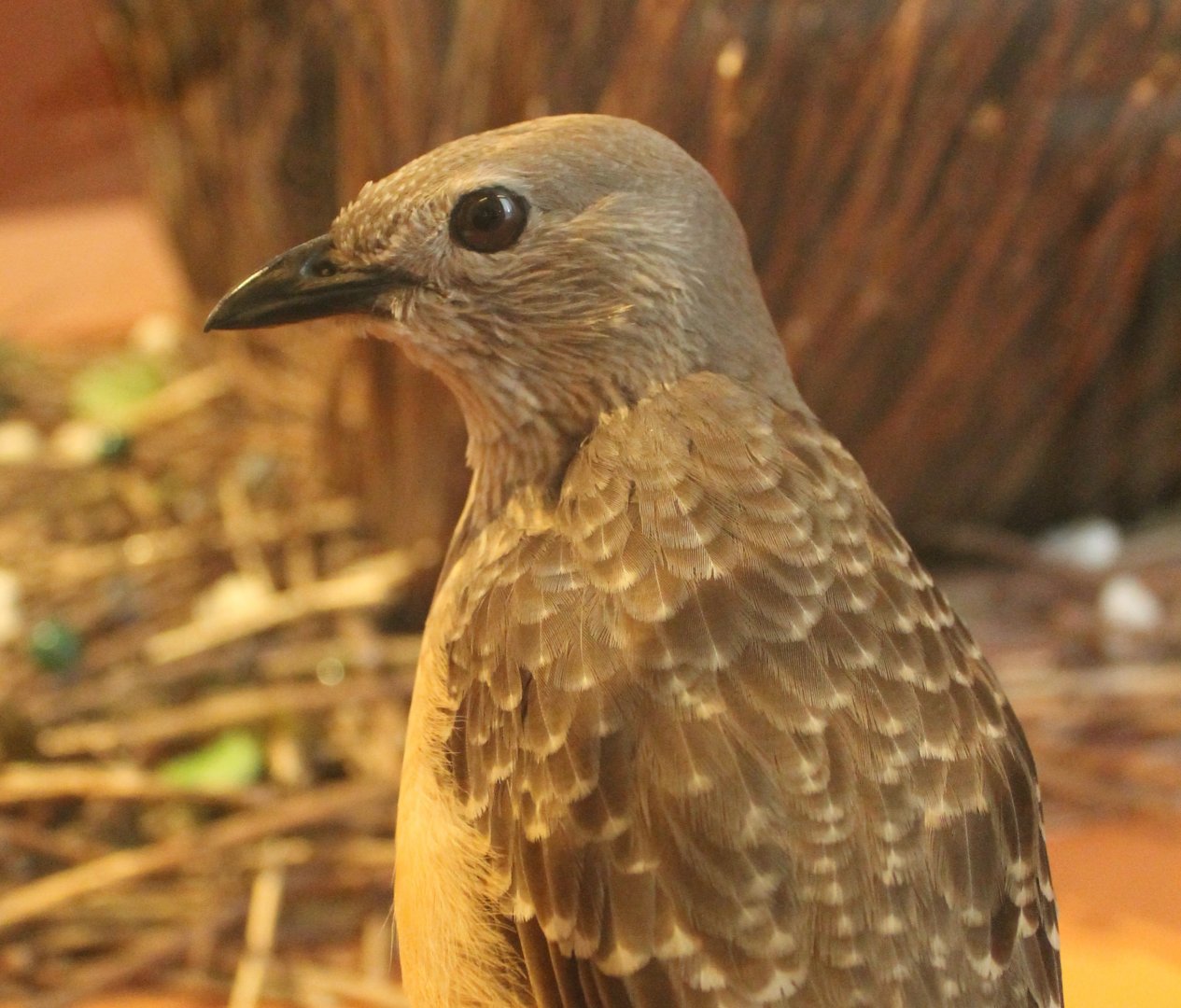 Fawn-breasted bowerbird - Chlamydera cerviniventris
