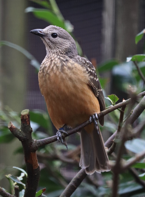 Fawn-breasted bowerbird (Chlamydera cerviniventris)
