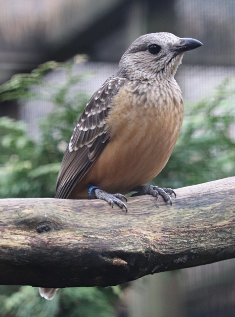 Fawn-breasted bowerbird (Chlamydera cerviniventris)