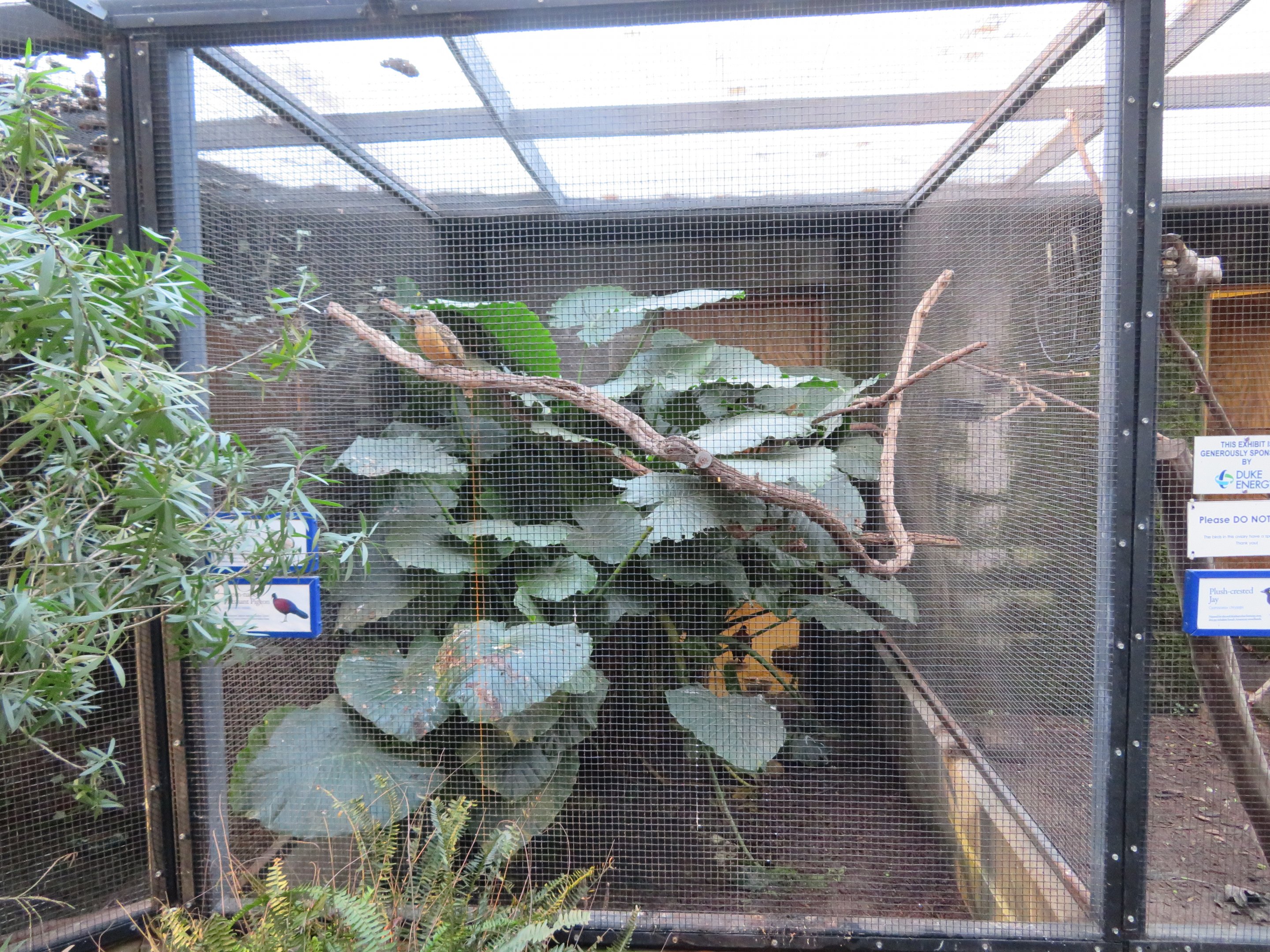 Fawn-breasted Bowerbird Enclosure