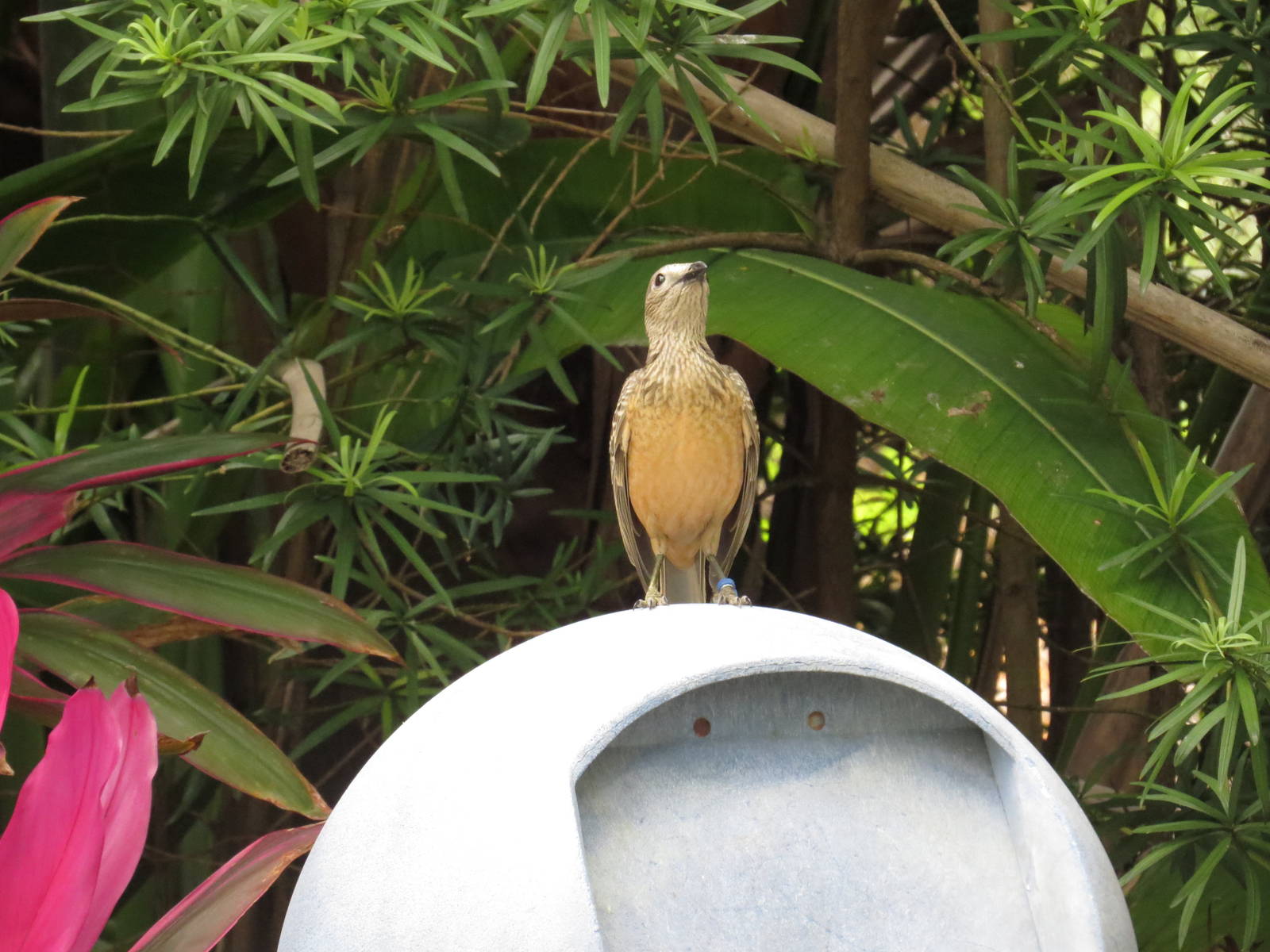 Fawn-breasted bowerbird, March 2015