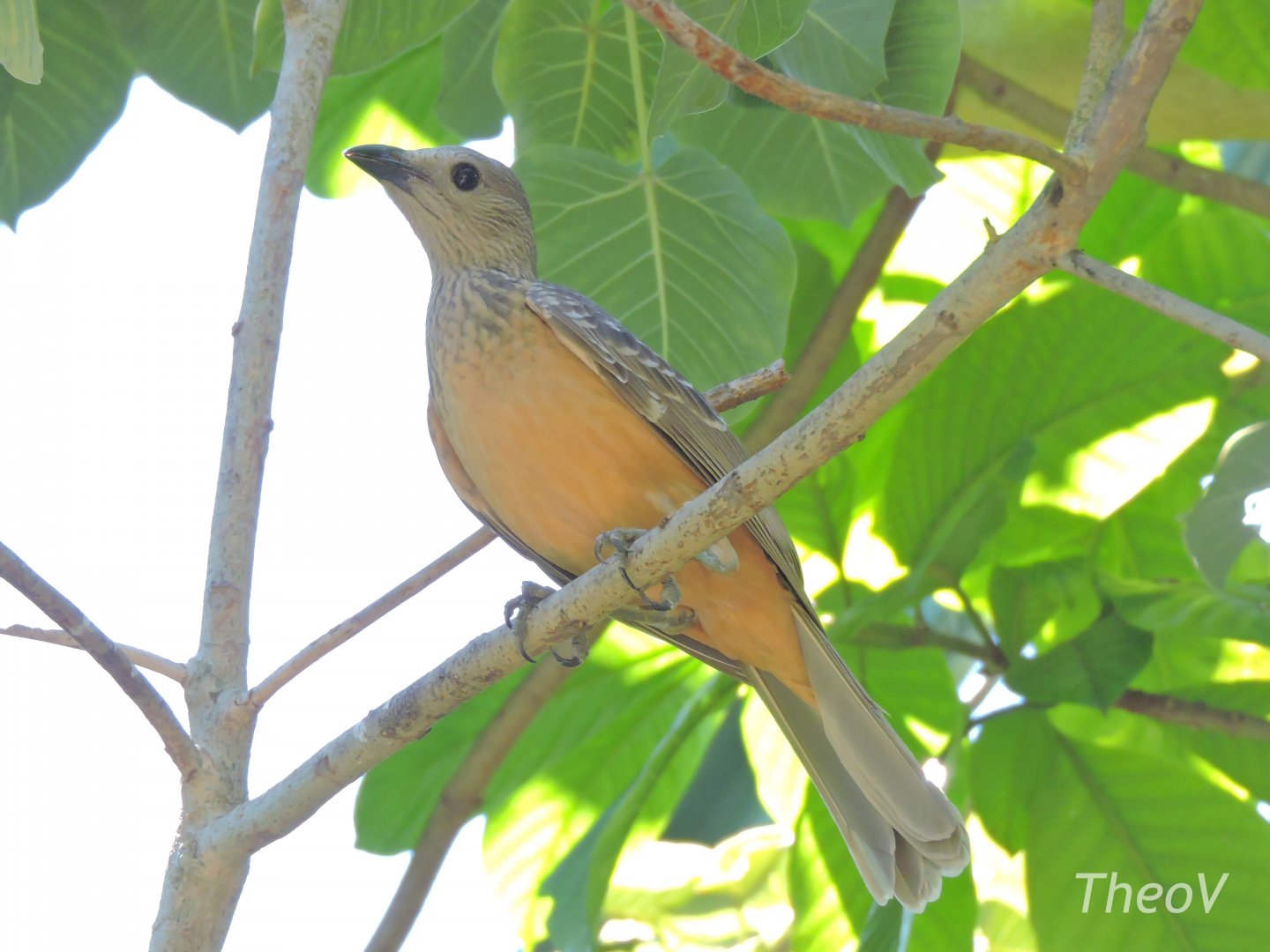 Fawn-breasted bowerbird - Owens Aviary [2015]
