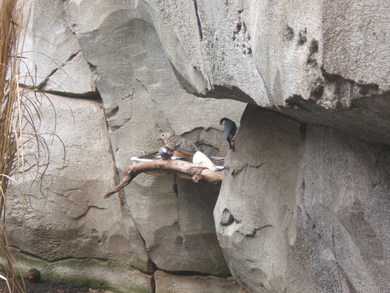 Fawn-breasted Bowerbird