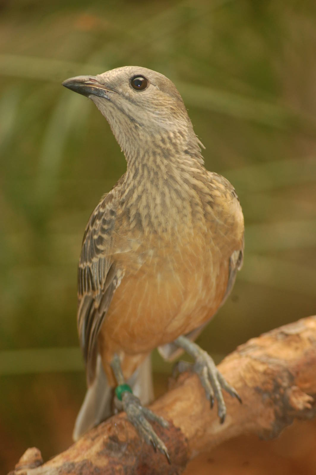 Fawn-breasted Bowerbird
