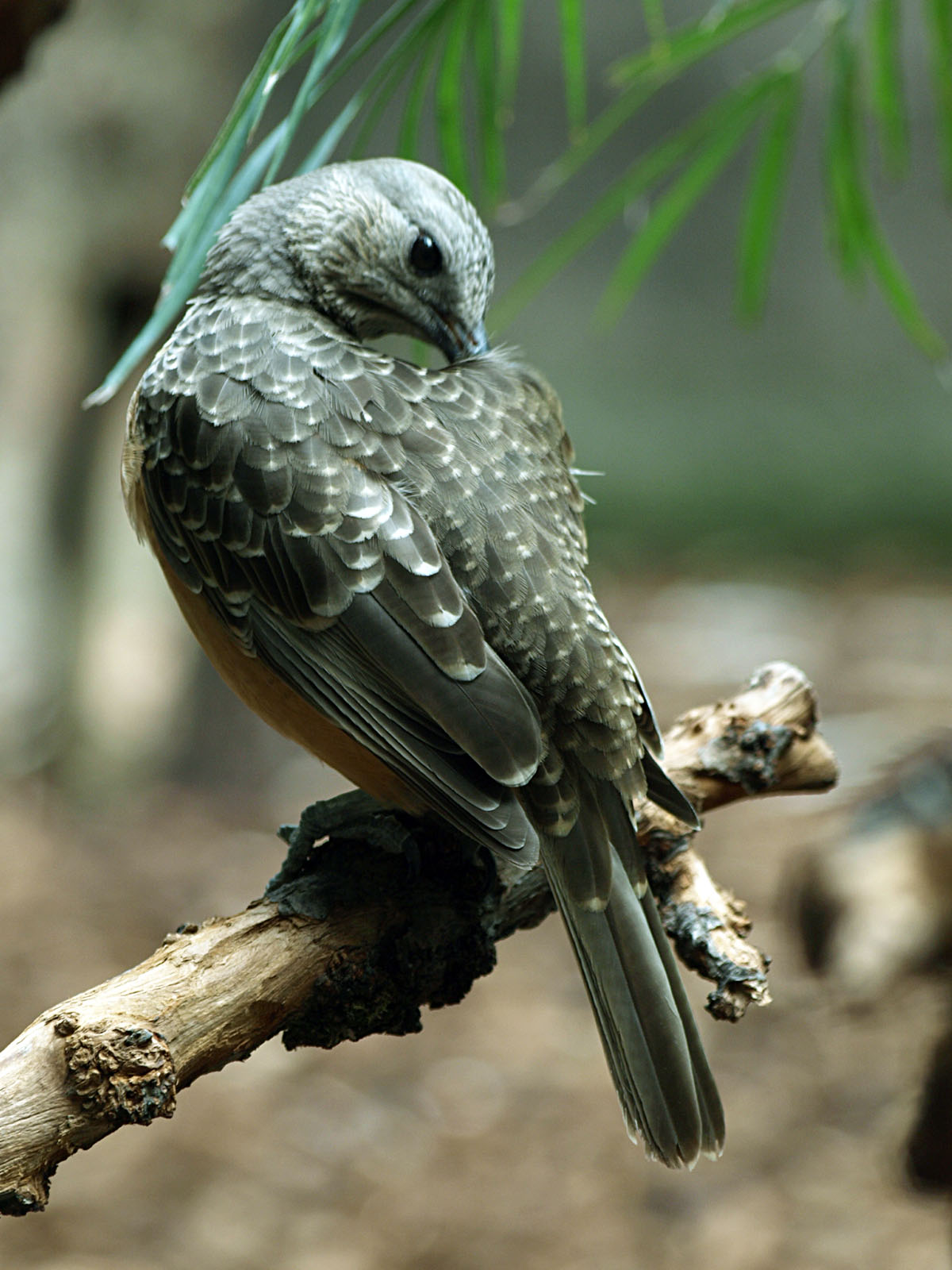 Fawn-breasted Bowerbird