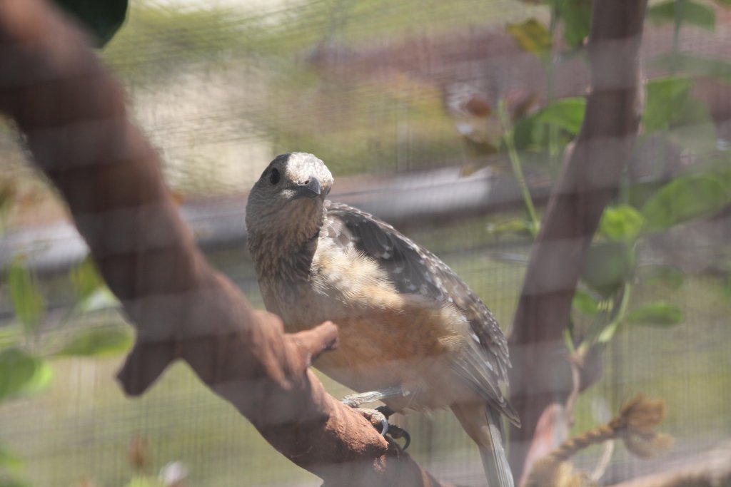 Fawn-breasted Bowerbird