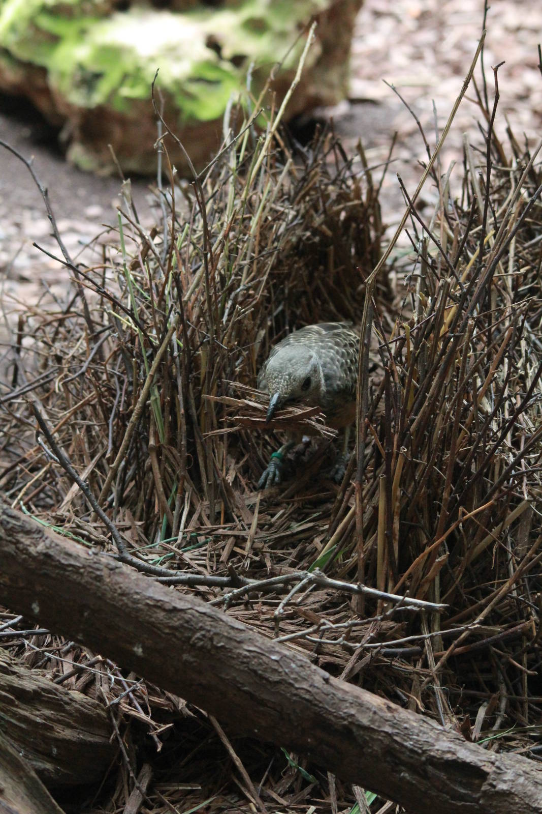Fawn-breasted Bowerbird