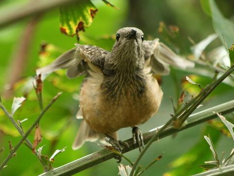 Fawn-breasted Bowerbird
