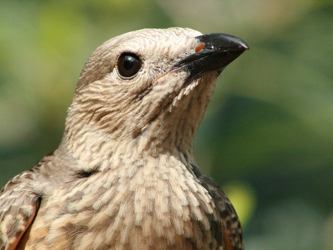 Fawn-breasted Bowerbird
