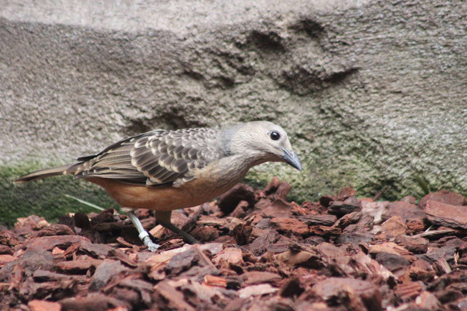 Fawn-breasted bowerbird