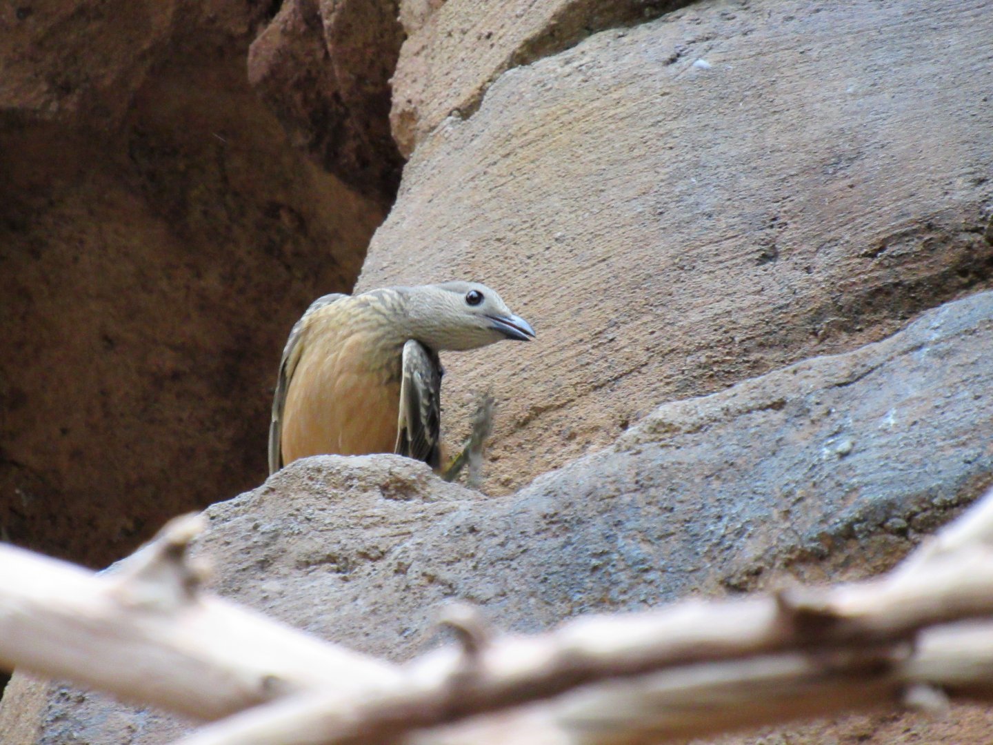 Fawn-breasted bowerbird