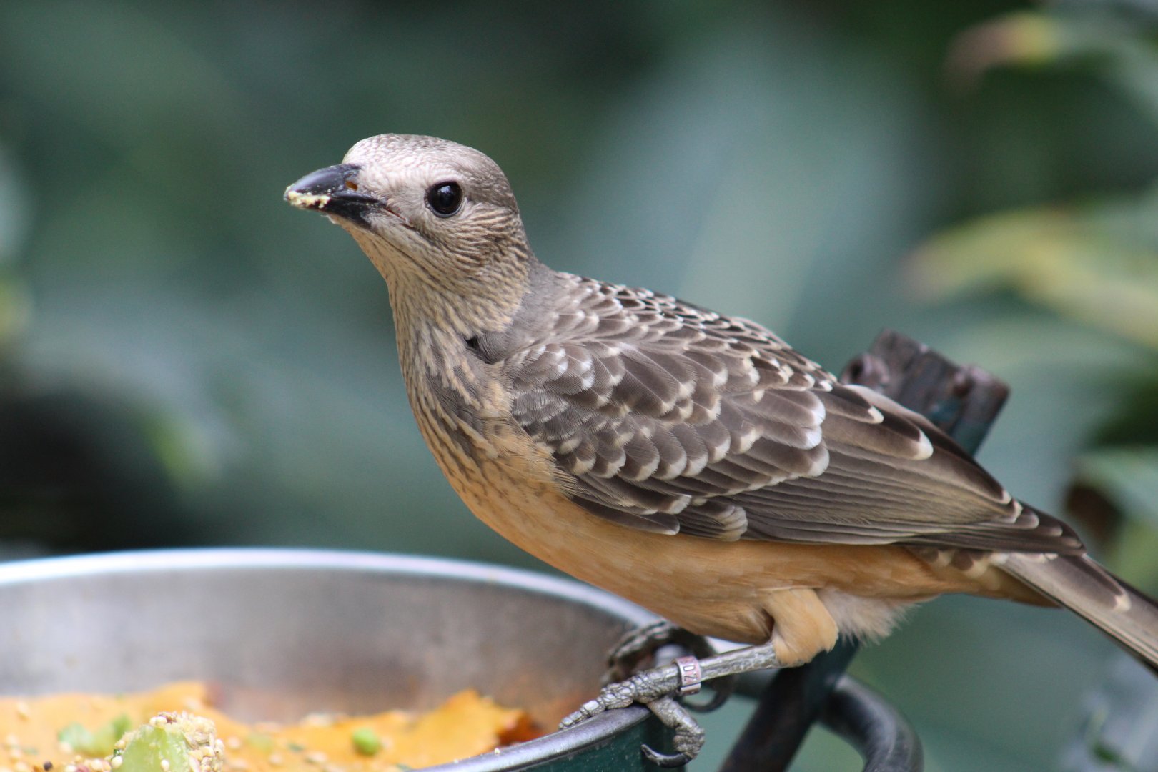 Fawn-Breasted Bowerbird