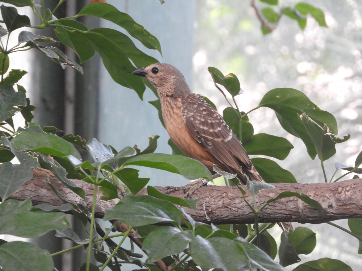 Fawn-breasted Bowerbird