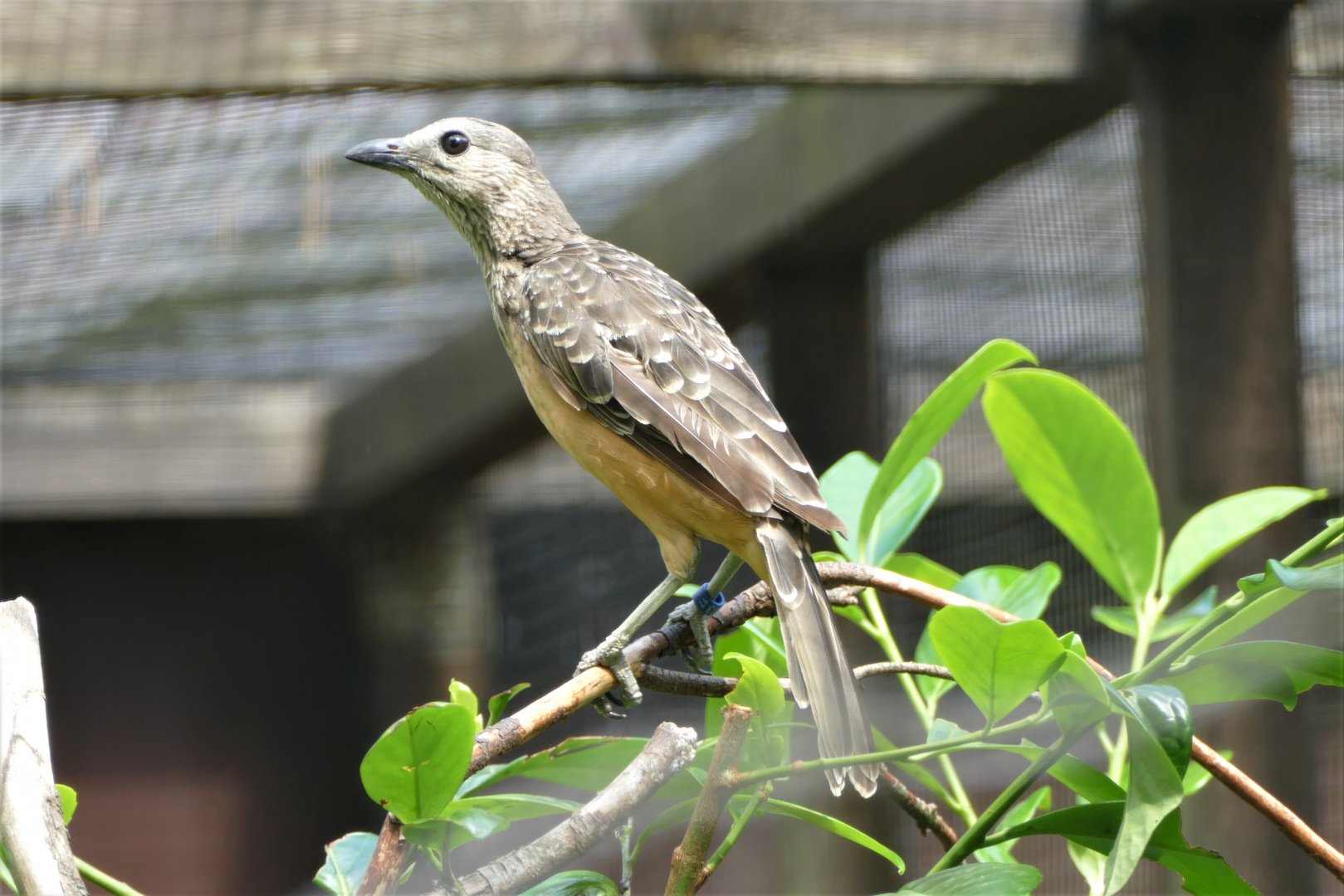 Fawn-breasted bowerbird