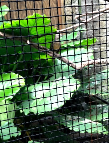 Fawn-Breasted Bowerbird