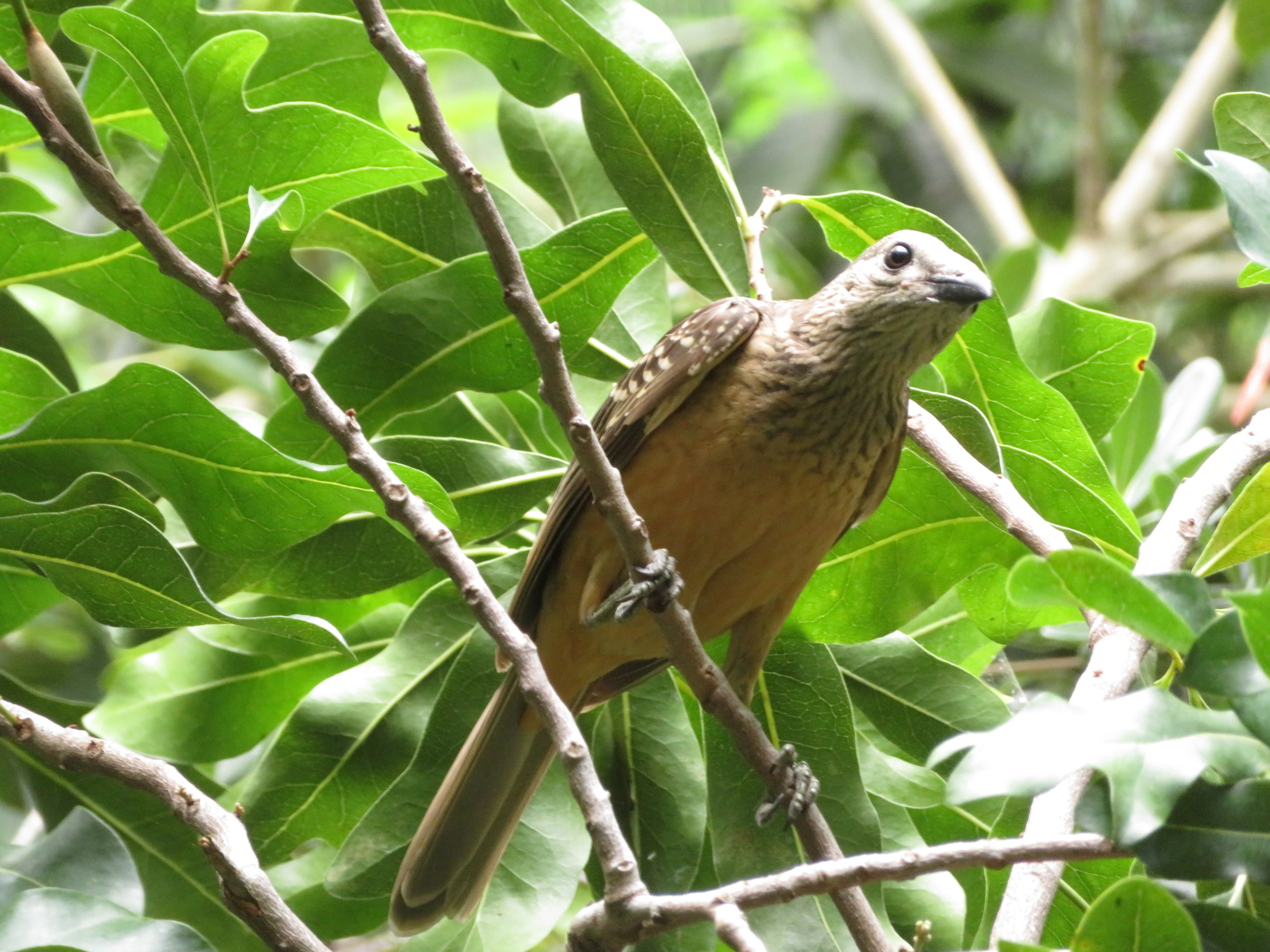 Fawn-breasted Bowerbird