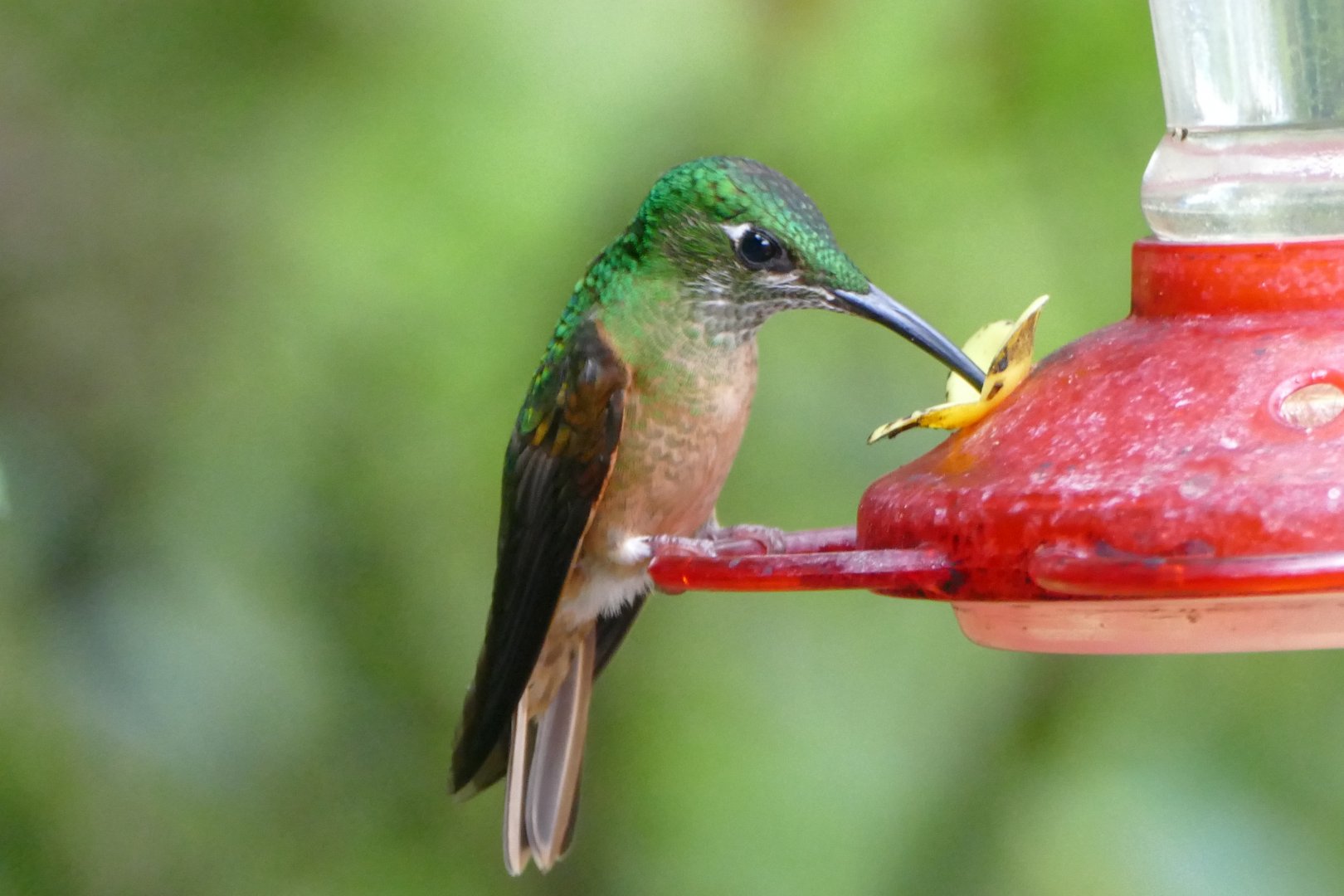 Fawn-breasted Brilliant
