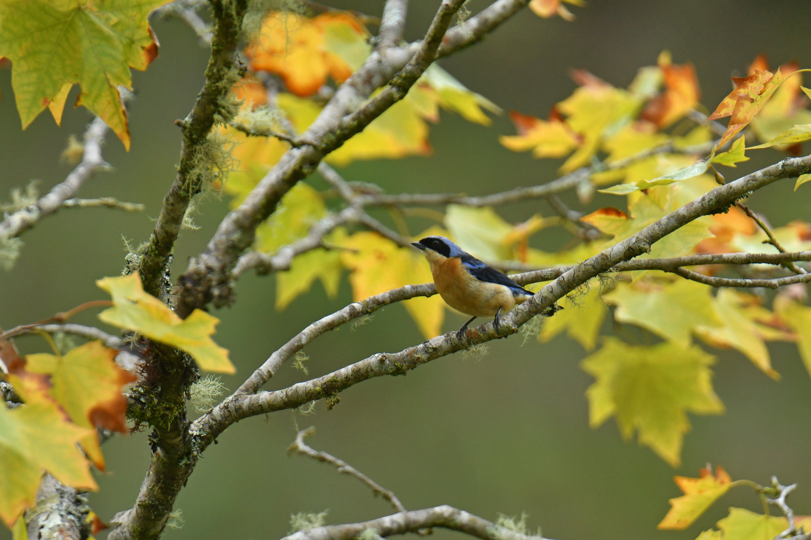 Fawn-breasted Tanager Pipraeidea melanonota