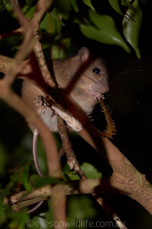 Fawn-footed Melomys (Melomys cervinipes)