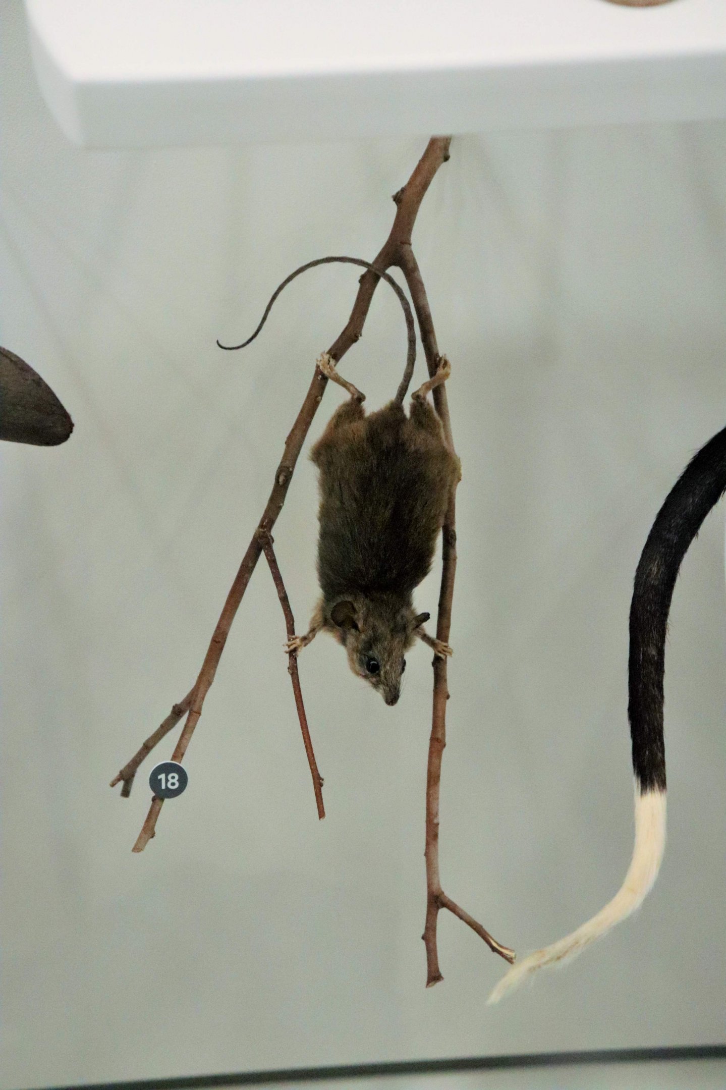 Fawn-footed Melomys (Melomys cervinipes)