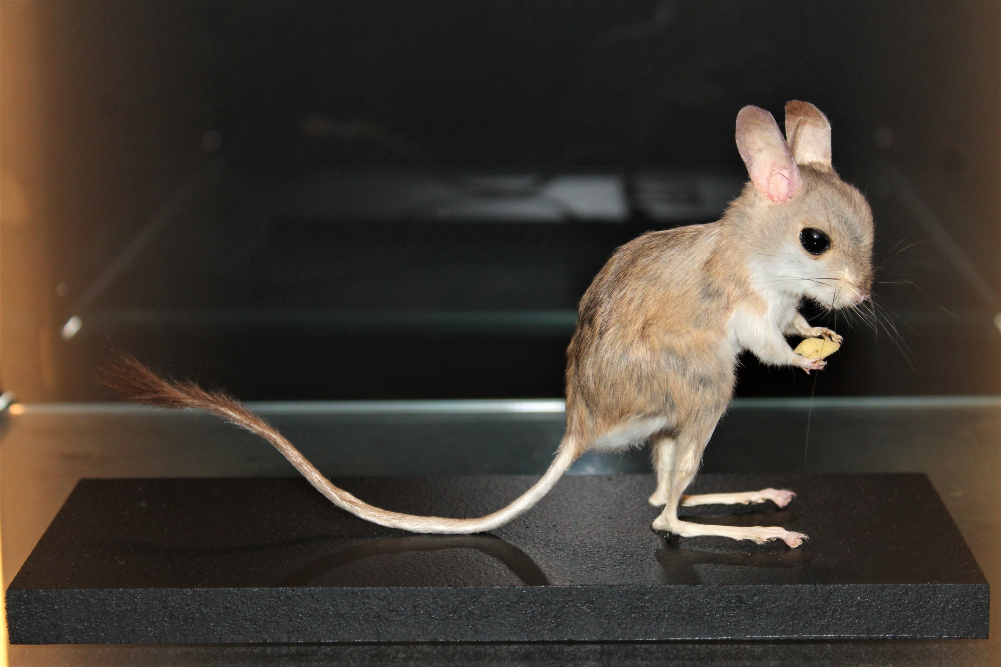Fawn Hopping Mouse (Notomys cervinus)