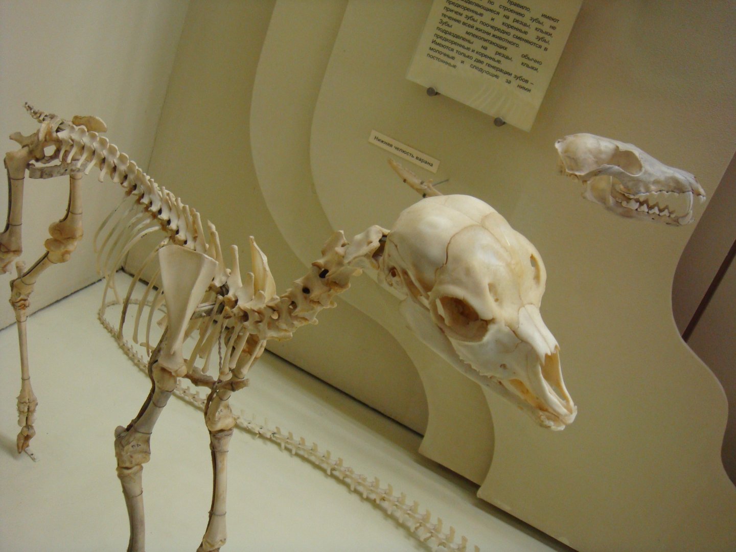 Fawn skeleton