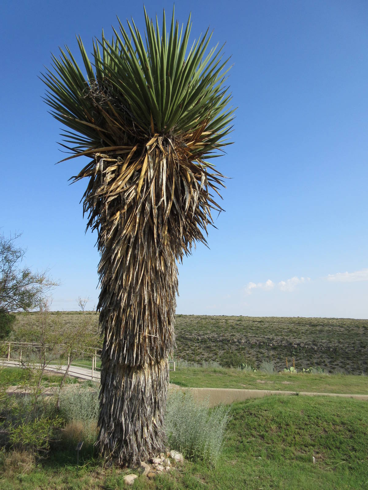 Faxon Yucca (at least 20 feet high)