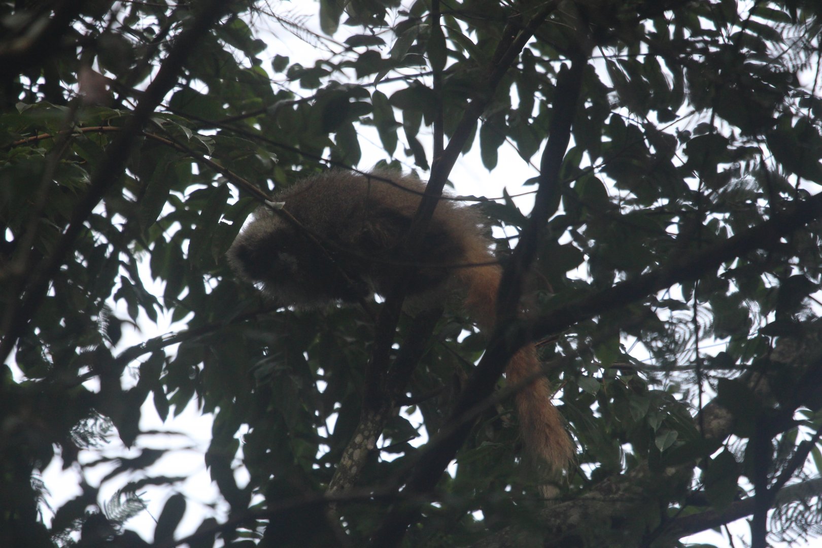 Fazenda Bacury- Black-Fronted Titi2