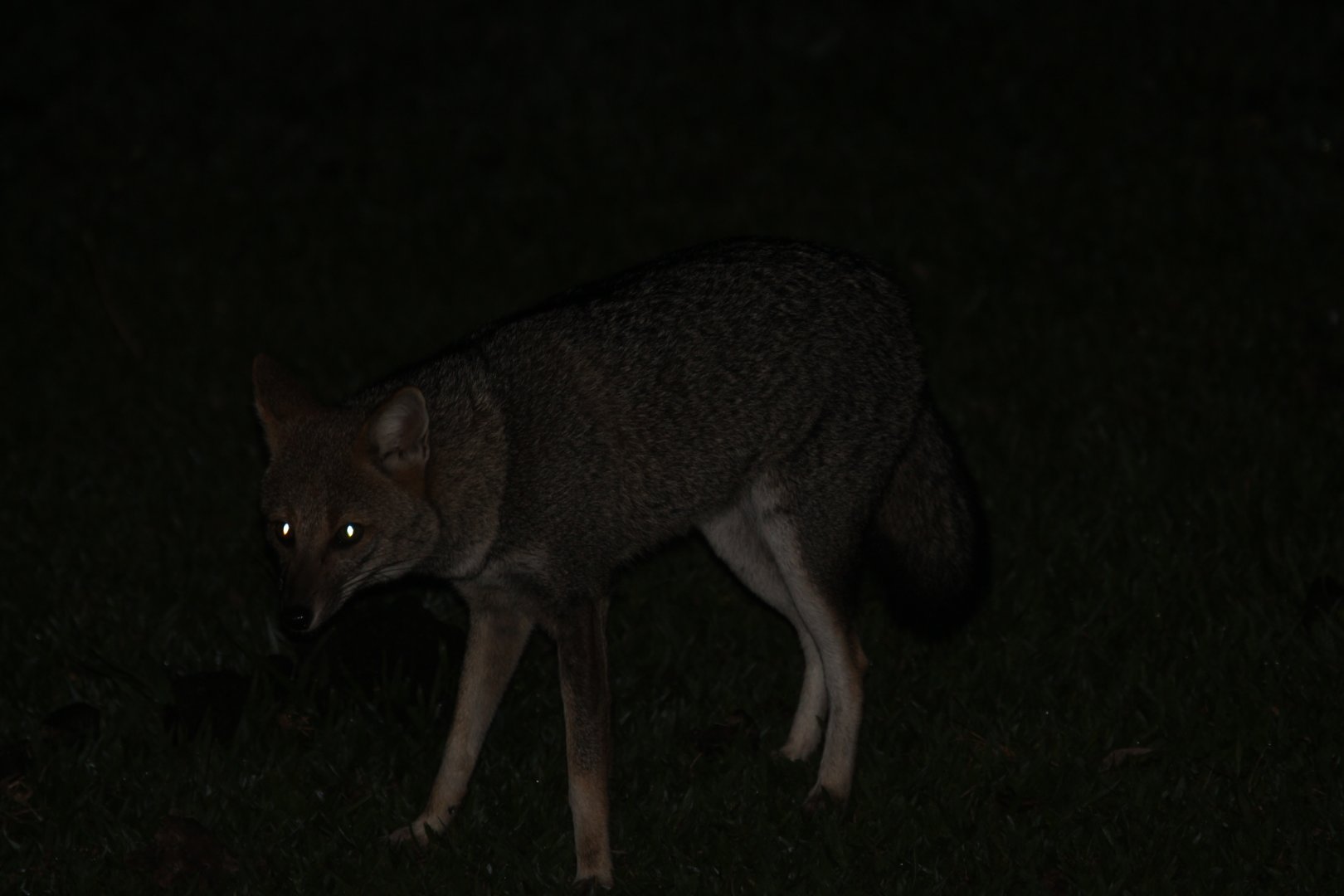 Fazenda Bacury- Hoary Fox5