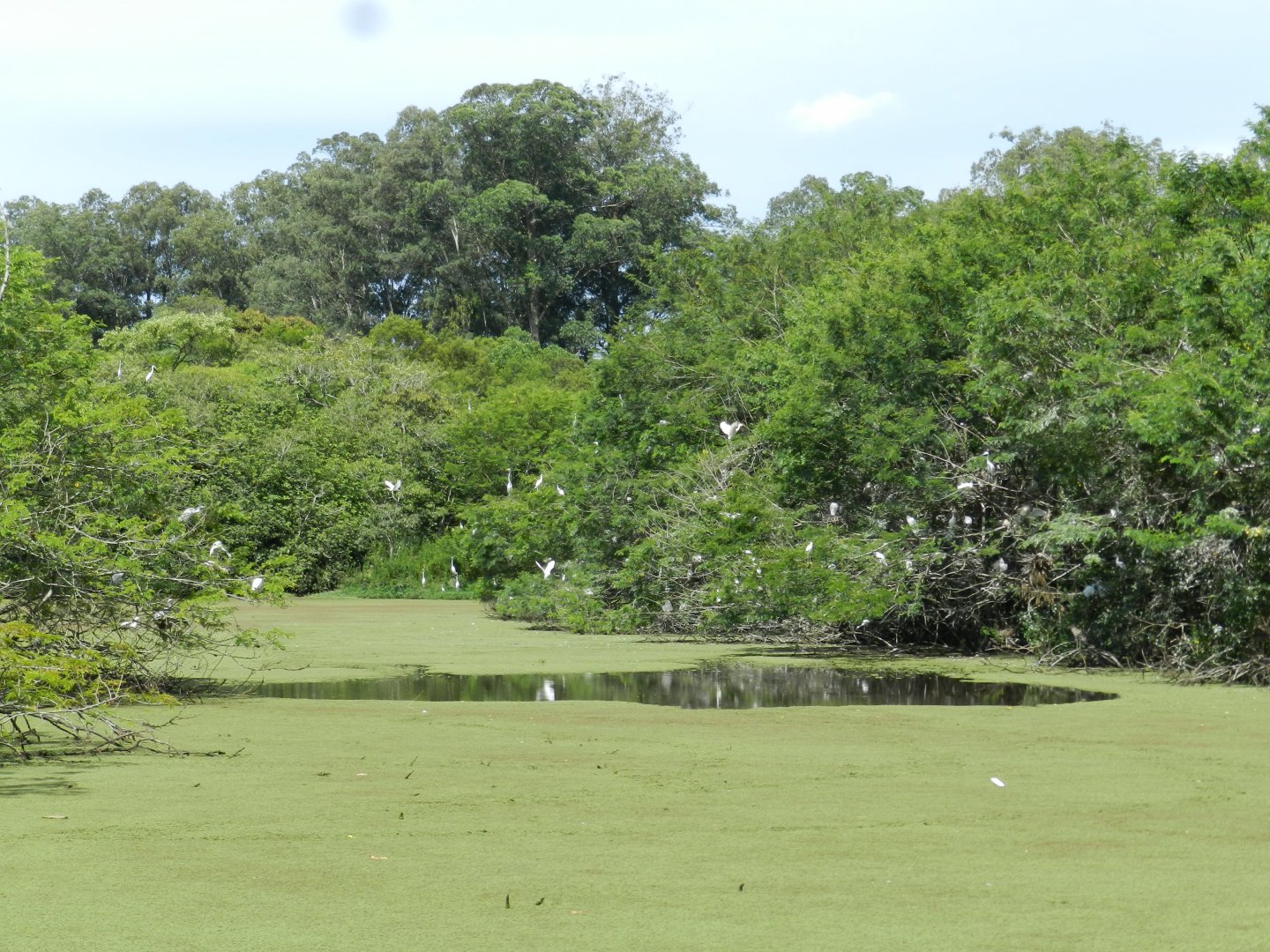 Fazenda mirim nests - Zoo Sapucaia