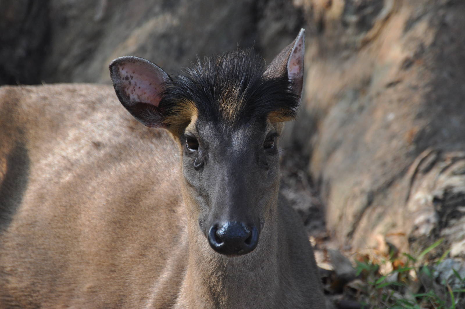 Fea`s muntjac/ Muntiacus feae
