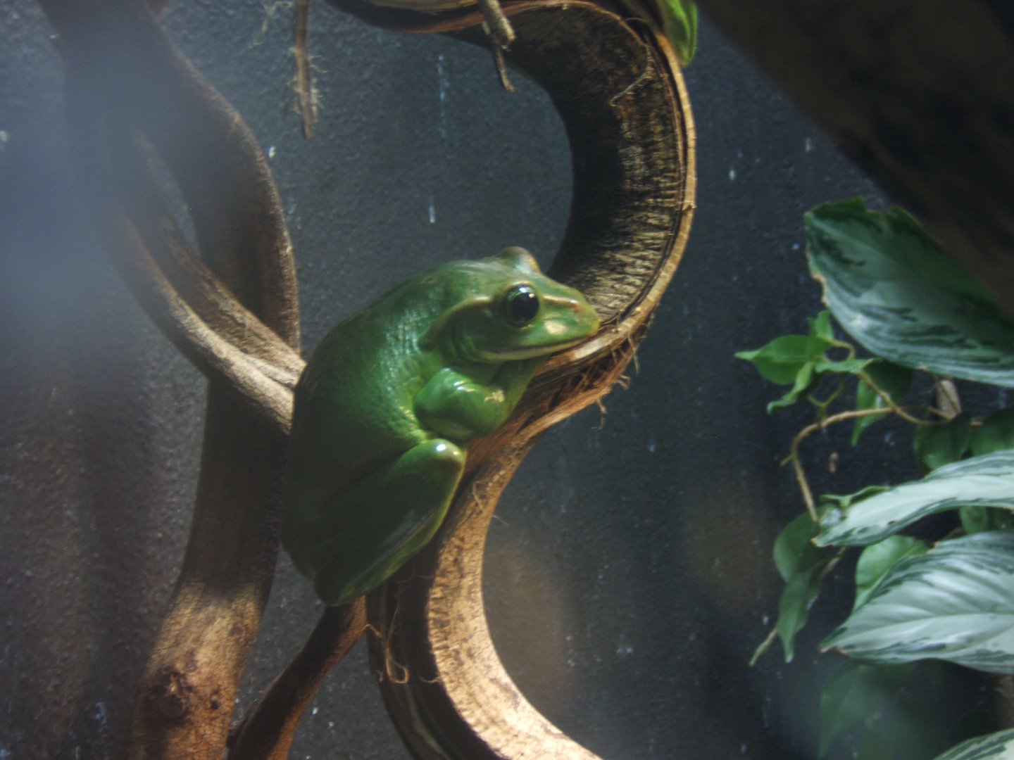 Feae's Flying Frog (Rhacophorus feae)