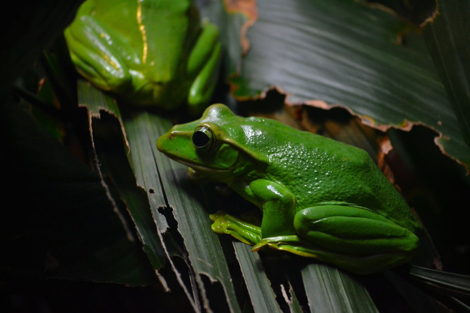 Feae's Flying Frog - September 2016