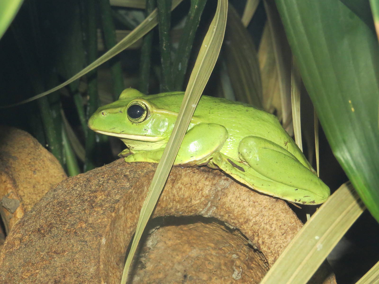 Fea's flying frog, July 2015.