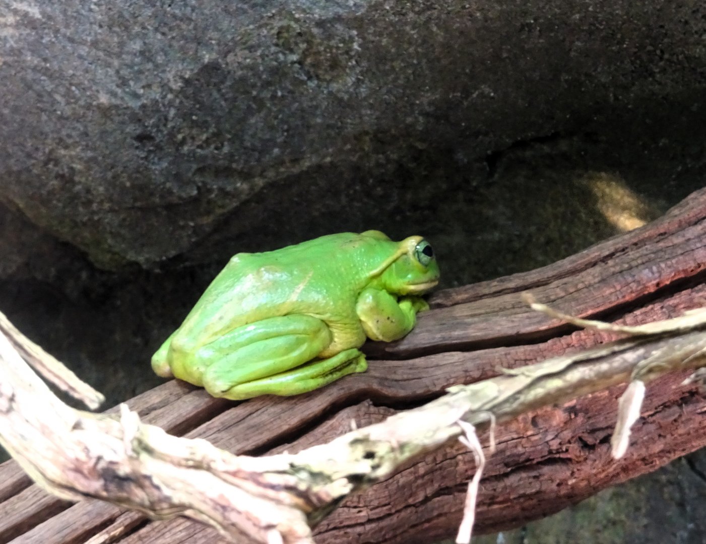 Fea's Flying Tree Frog 13 September 2025
