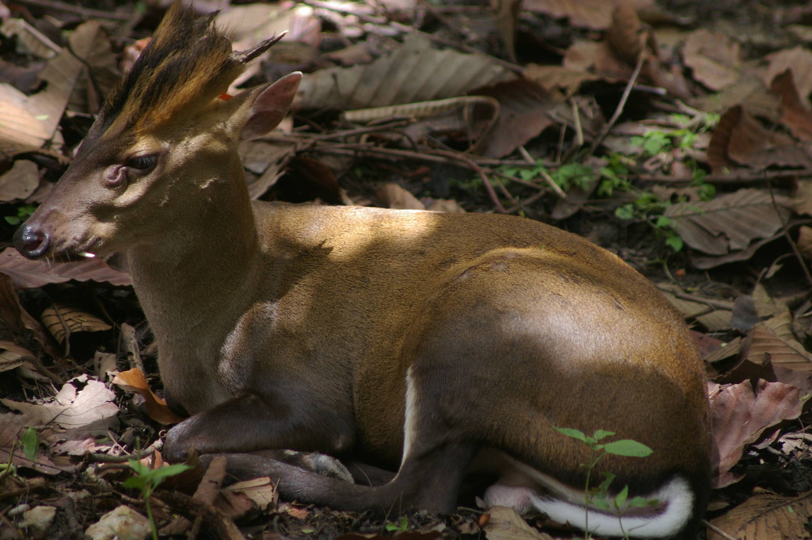 Fea's muntjac, Chiang Mai Zoo (Thailand)
