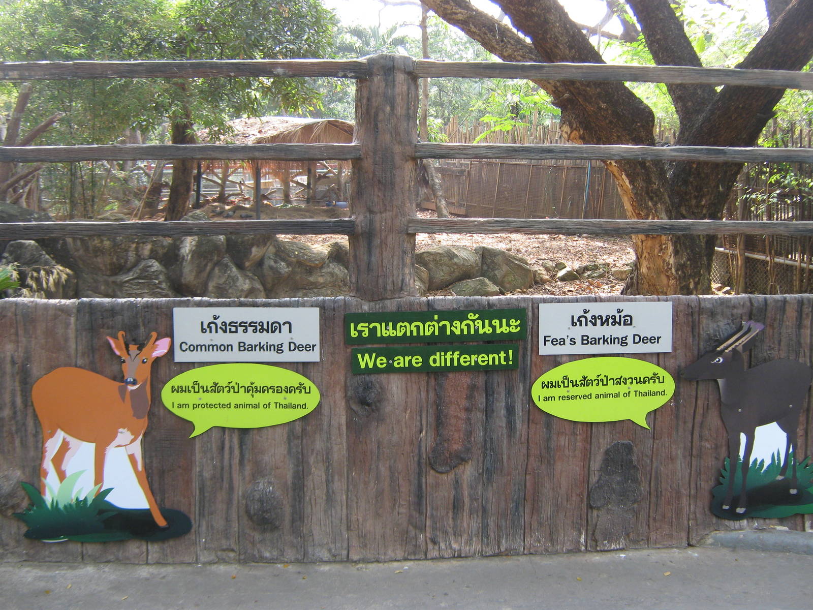 Fea's Muntjac enclosure