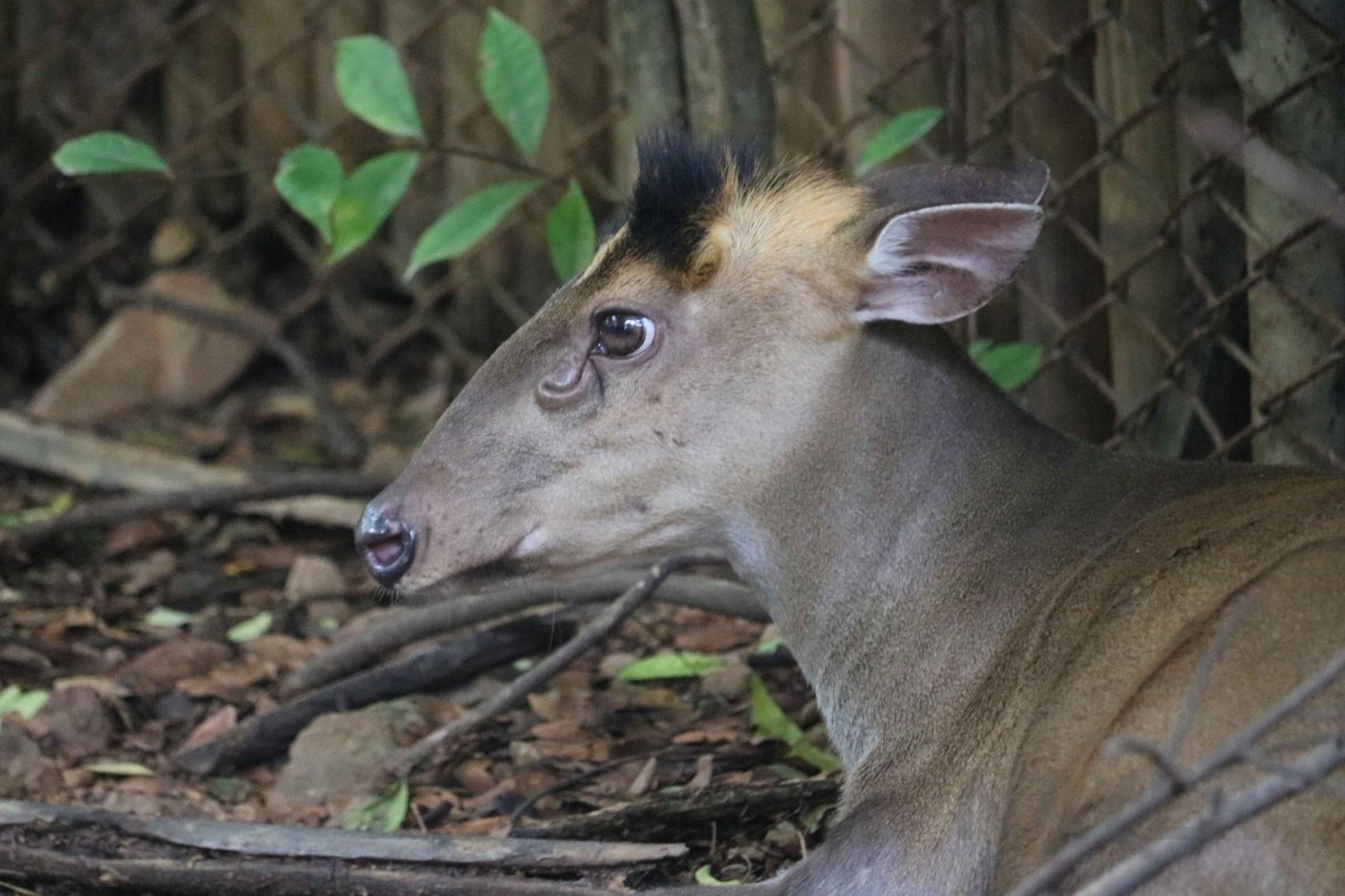 Fea's muntjac, June 2016