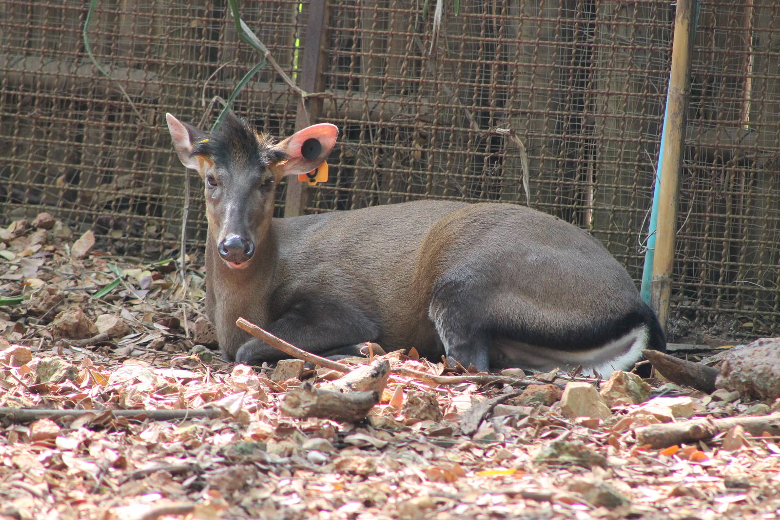 Fea's muntjac (Muntiacus feae)