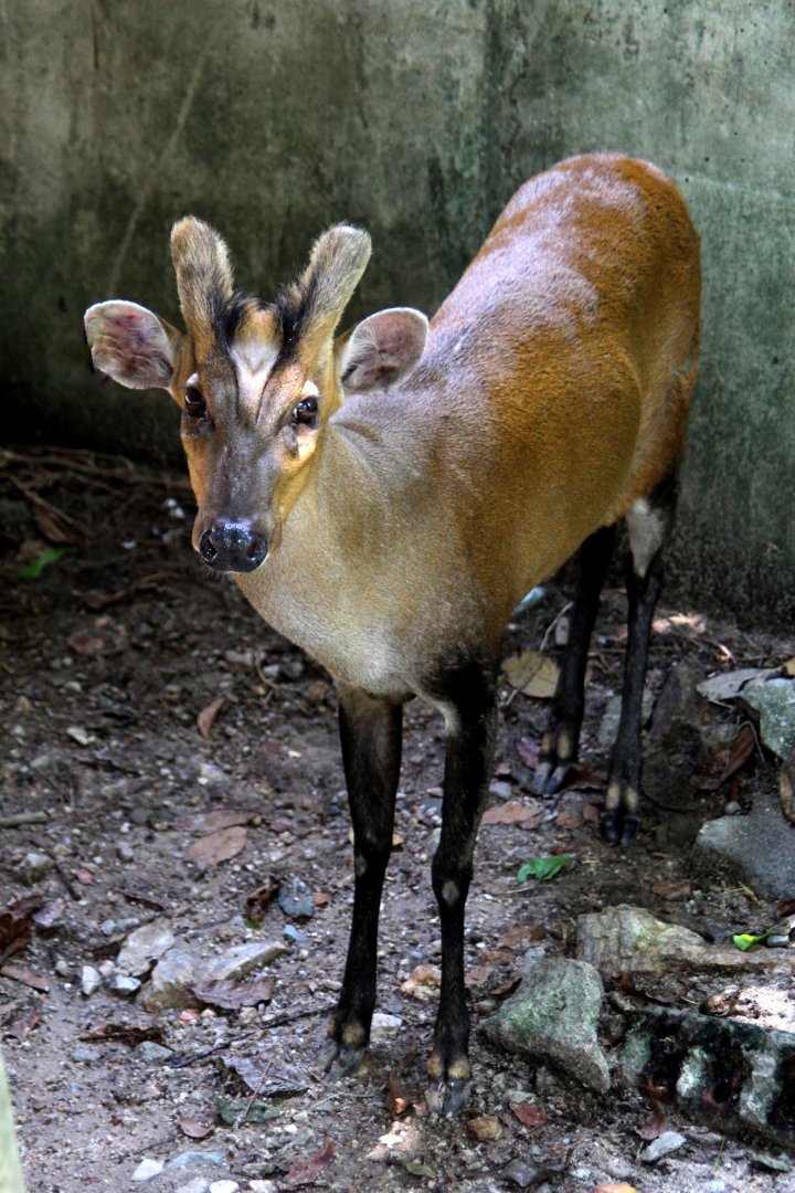 Fea's muntjac (Muntiacus feae)