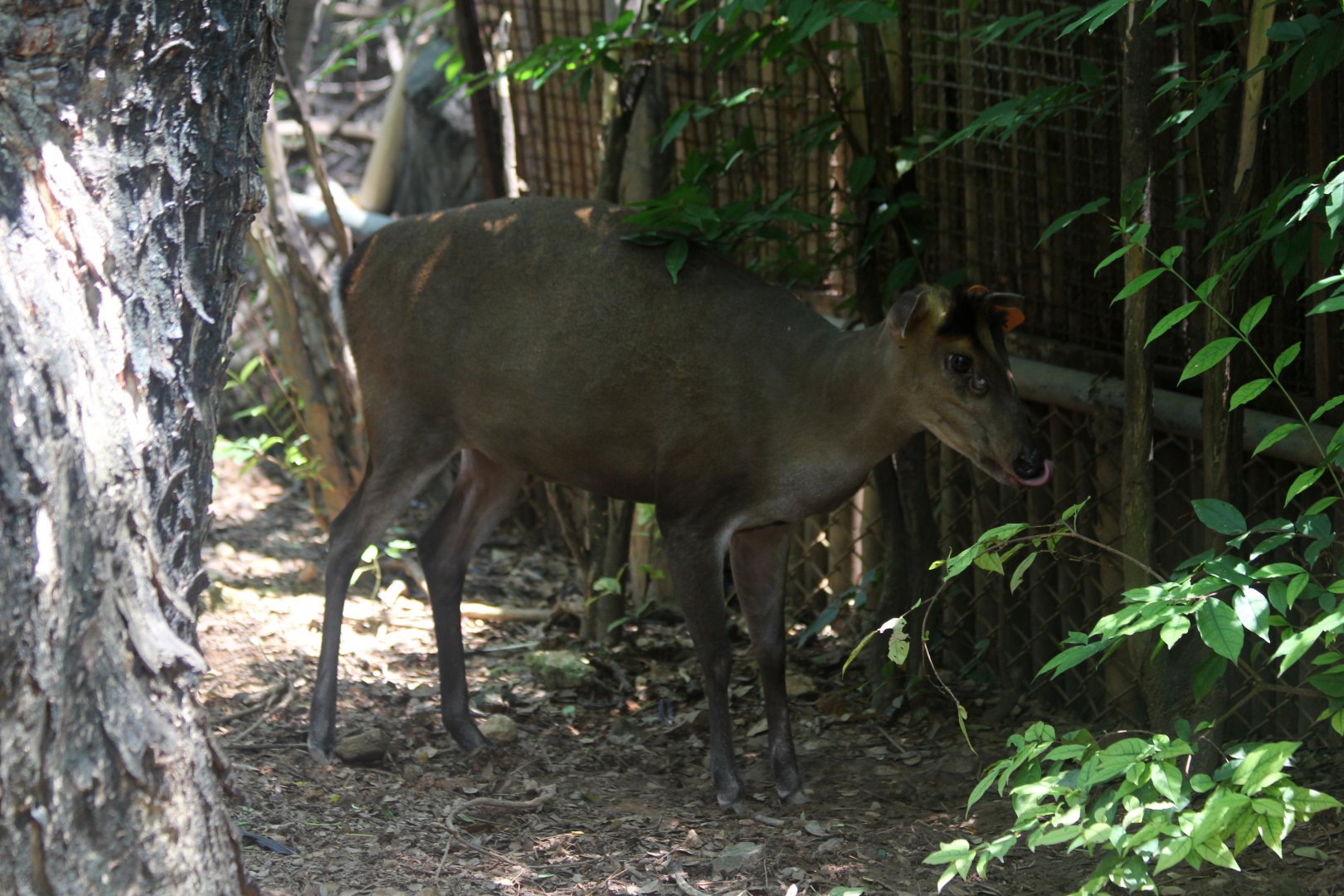 Fea's muntjac (Muntiacus feae)