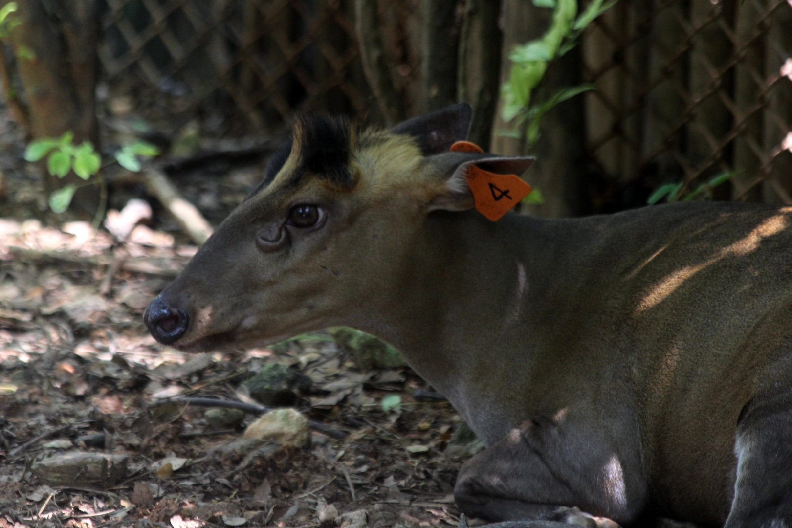 Fea's muntjac (Muntiacus feae)