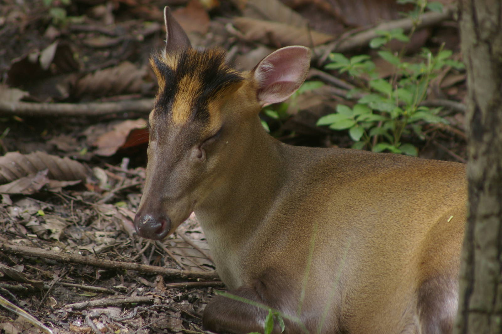 Fea's muntjac (Muntiacus feae)