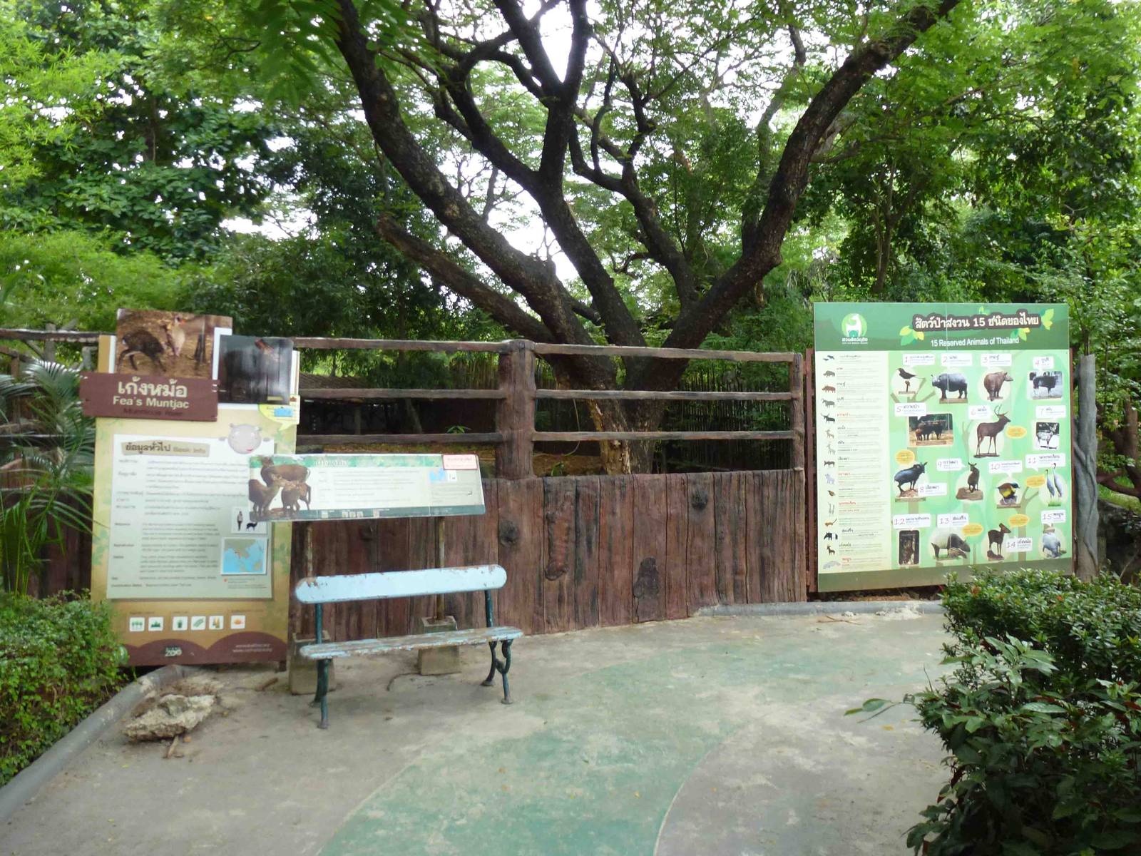 Fea's muntjac new viewing area, July 2013.