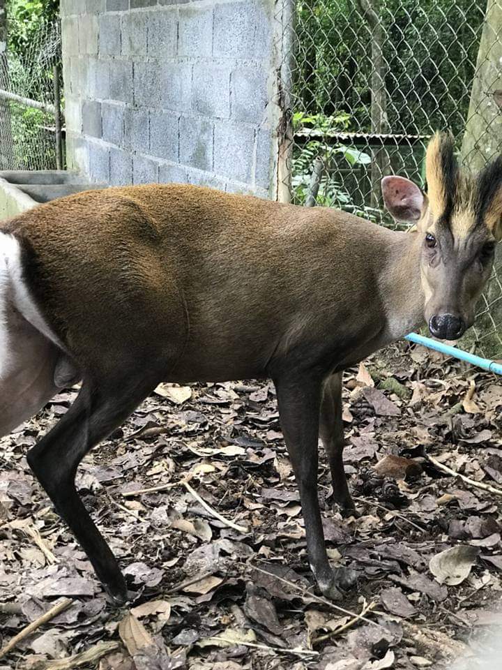 fea's muntjac (offshow)