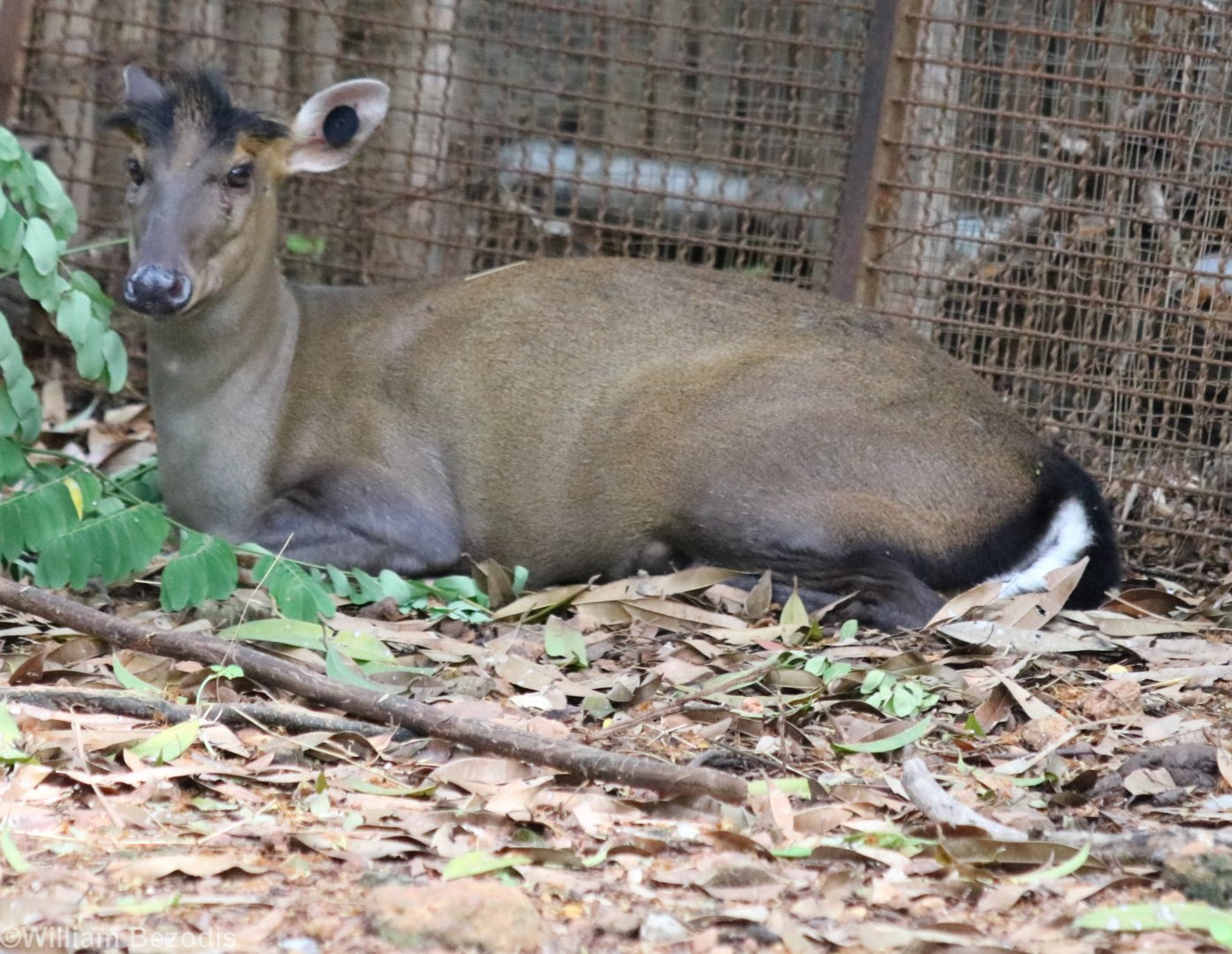 Fea's Muntjac