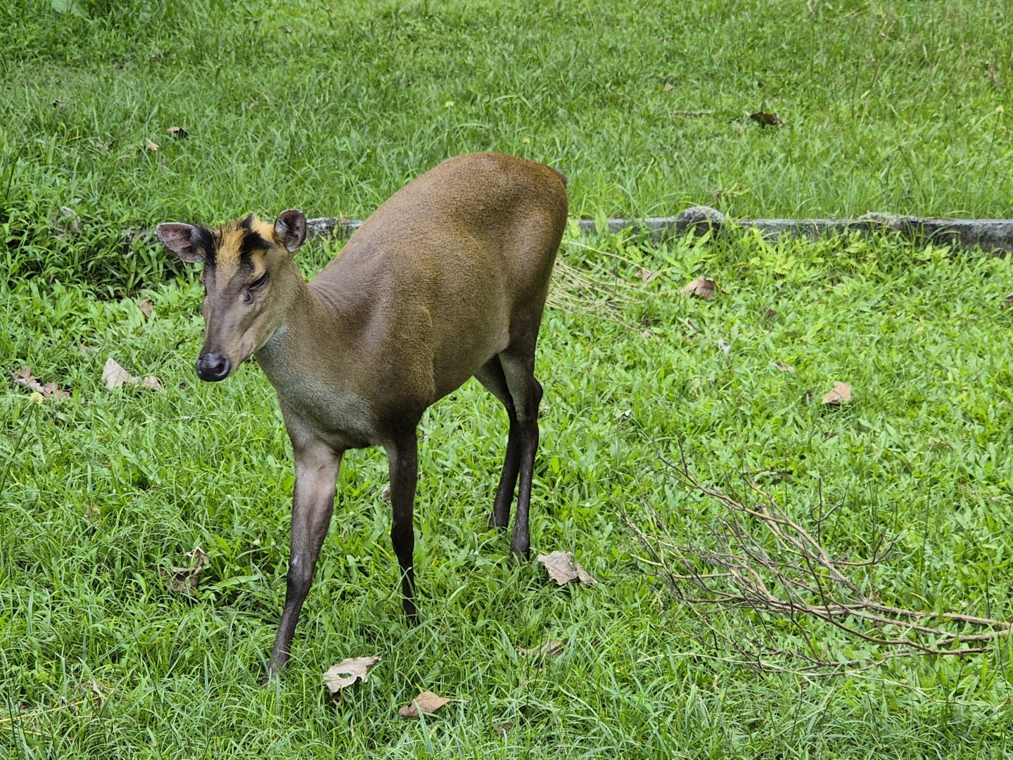 Fea's Muntjac