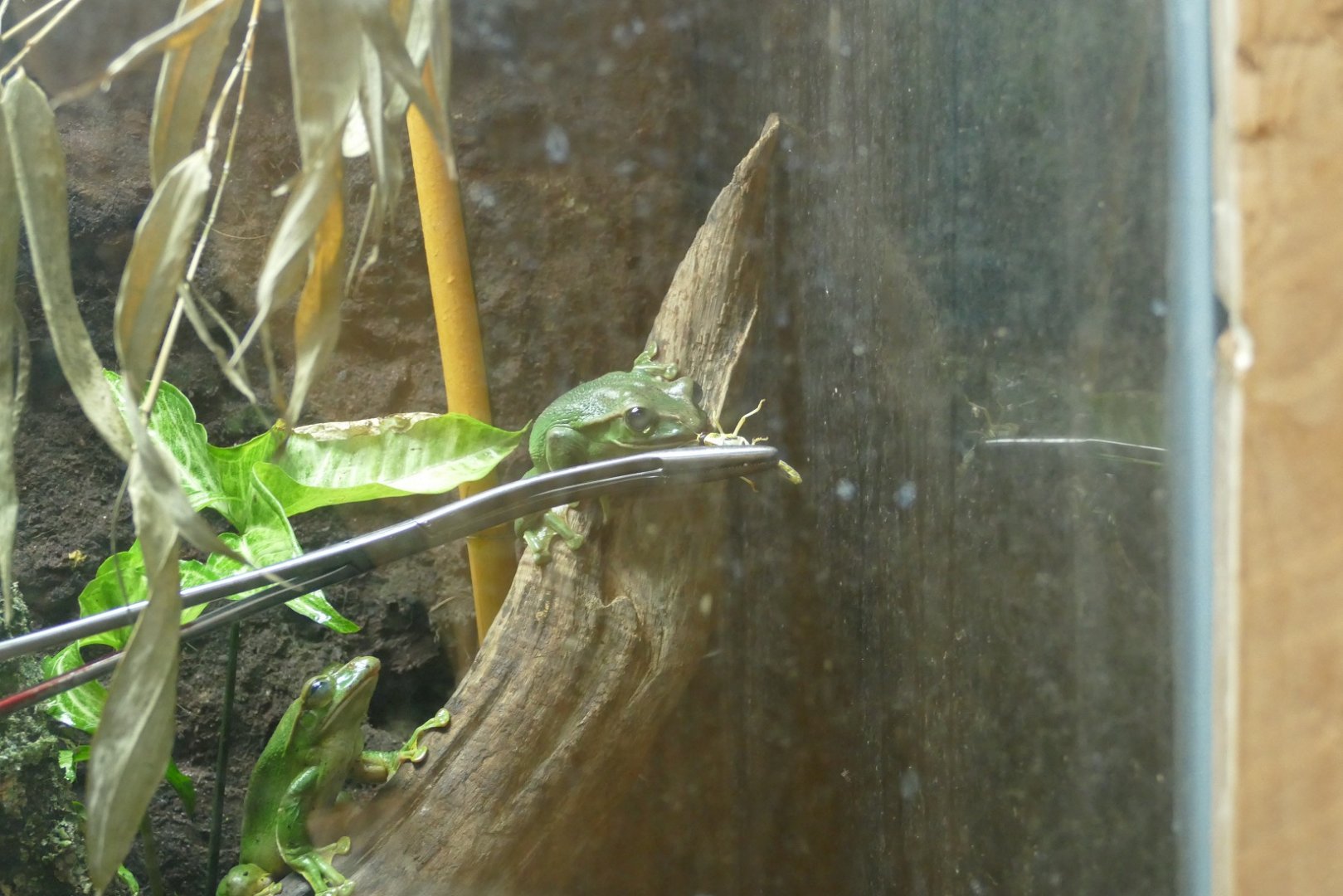 Fea's Tree Frog, April 2022