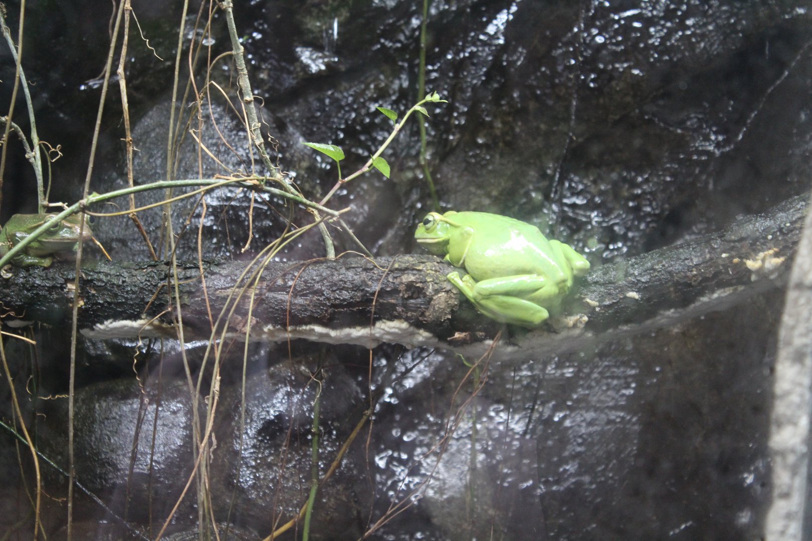 Fea's Tree Frog Chester Zoo 26th February 2024