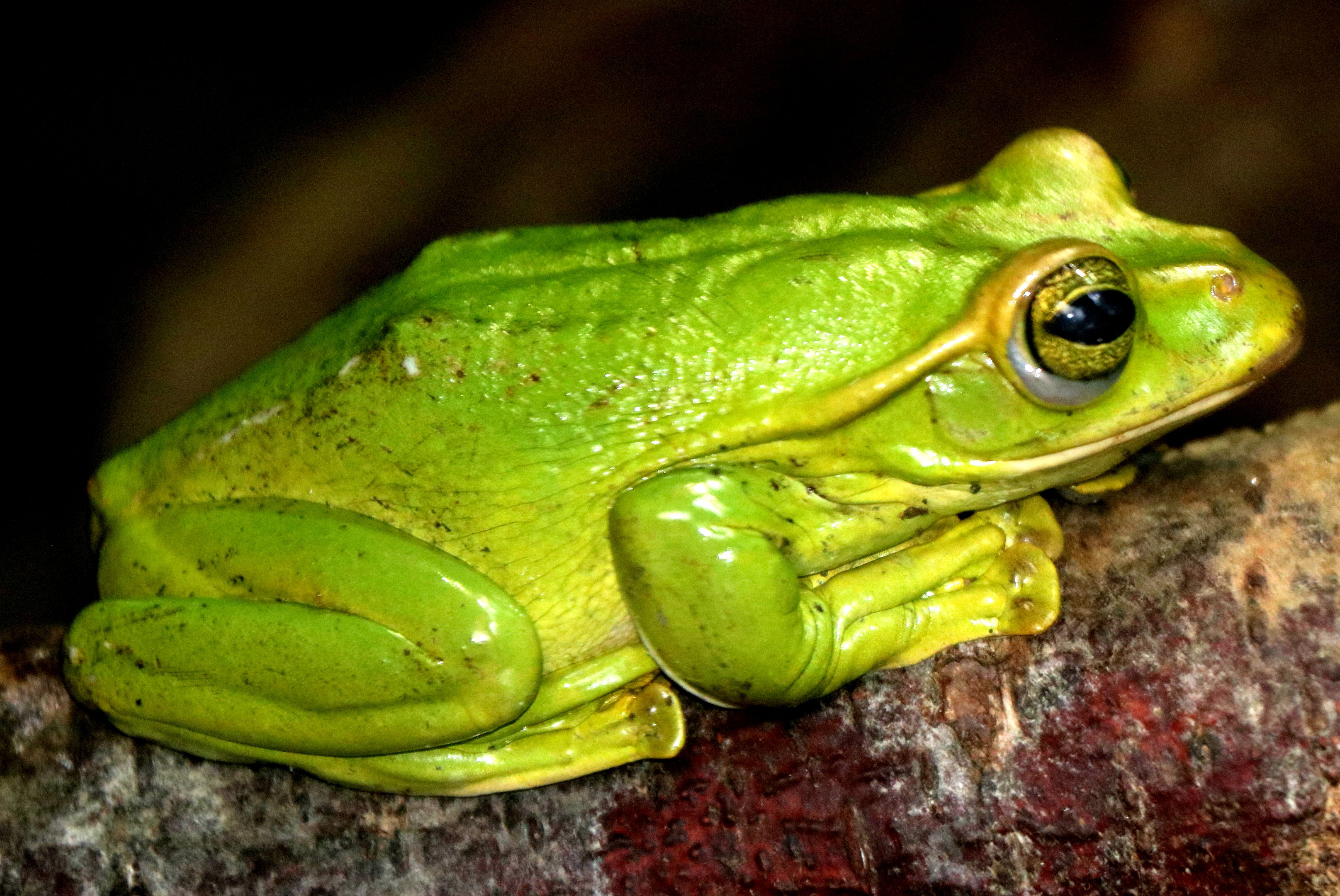 Fea's tree frog; Chester Zoo; 28th October 2022